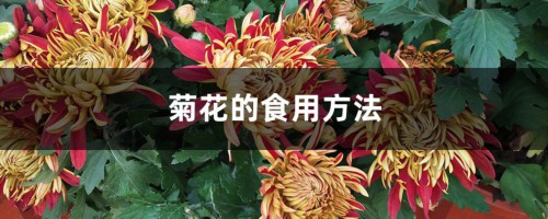 菊花的食用方法