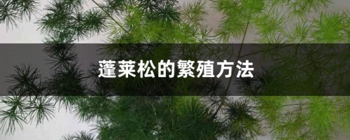 蓬莱松的繁殖方法