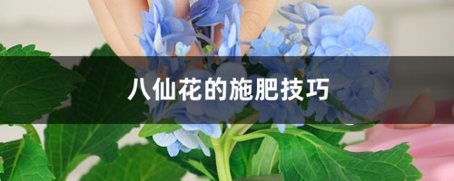 八仙花的施肥技巧